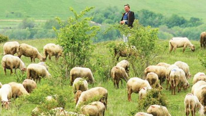 Καθορισμός Προδιαγραφών των Σχεδίων Βόσκησης