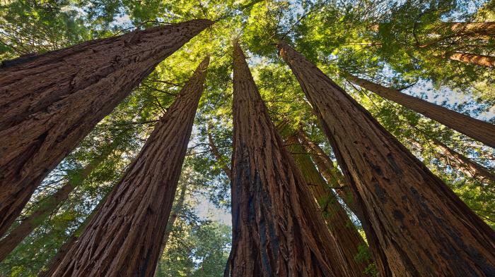 ΕΛΕΑΒΙΟΜ: Δάση και βιοενέργεια μπορούν να λειτουργήσουν μαζί ΕΛΕΑΒΙΟΜ: Δάση και βιοενέργεια μπορούν να λειτουργήσουν μαζί