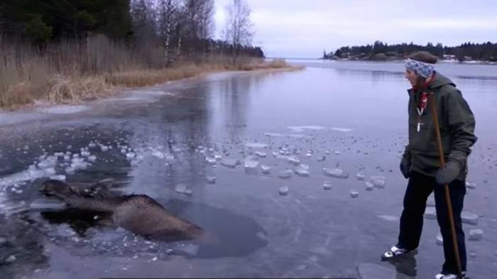 Το γιγαντιαίο ελάφι κολλημένο στον πάγο.